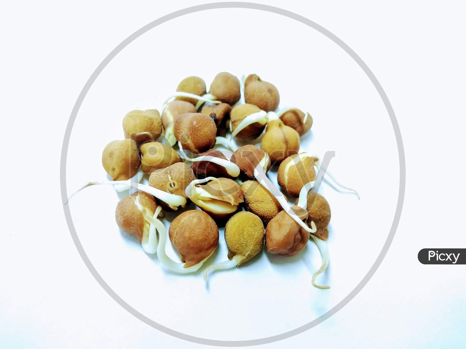 Sprouts Of Bengal Gram On White Background
