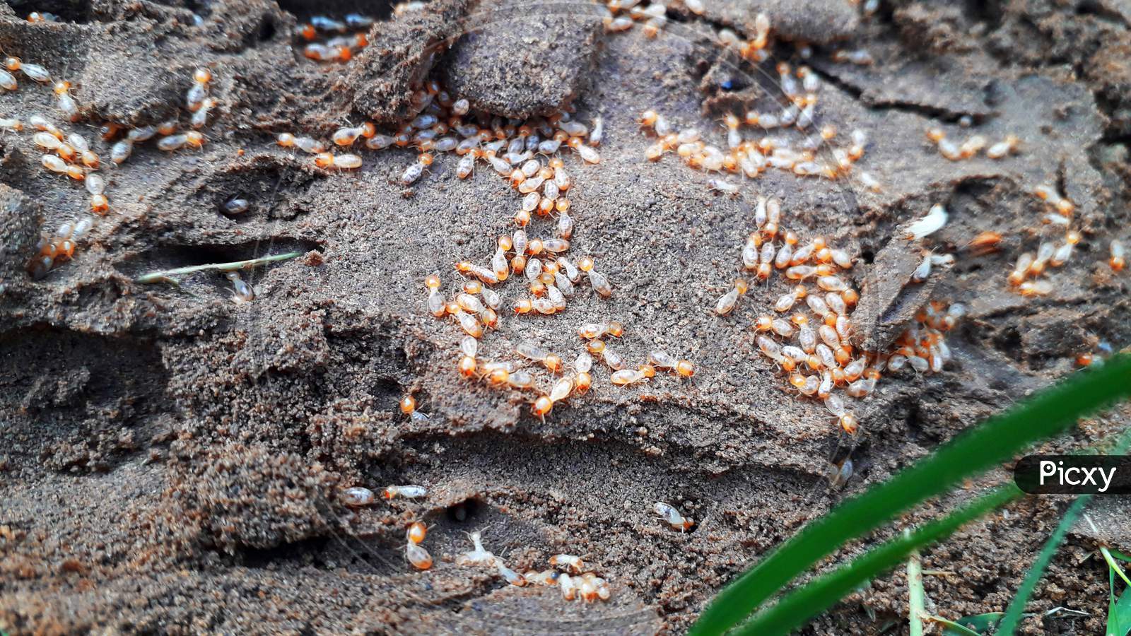 Termites or white ants nest