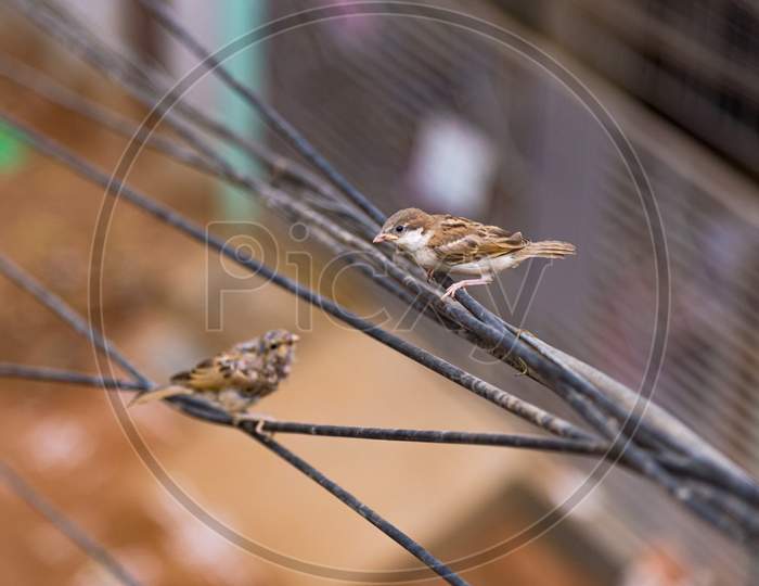Sparrow sitting on a wire