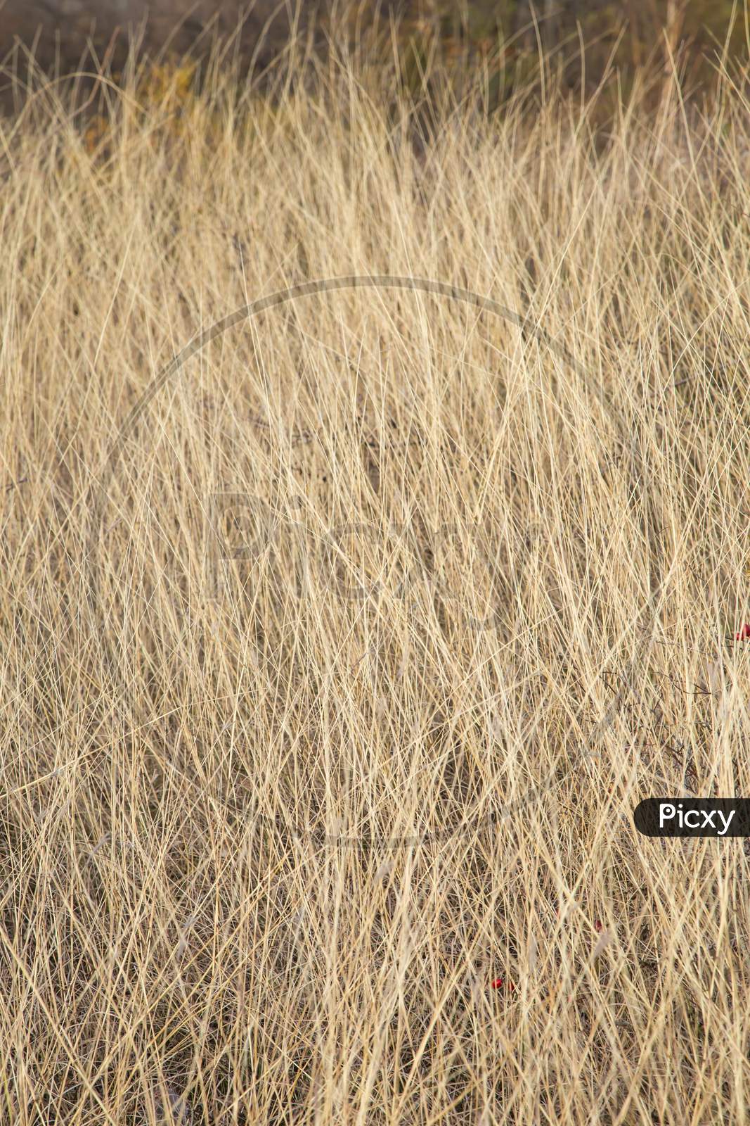 Close Up Of Dry Grass. Whole Background.