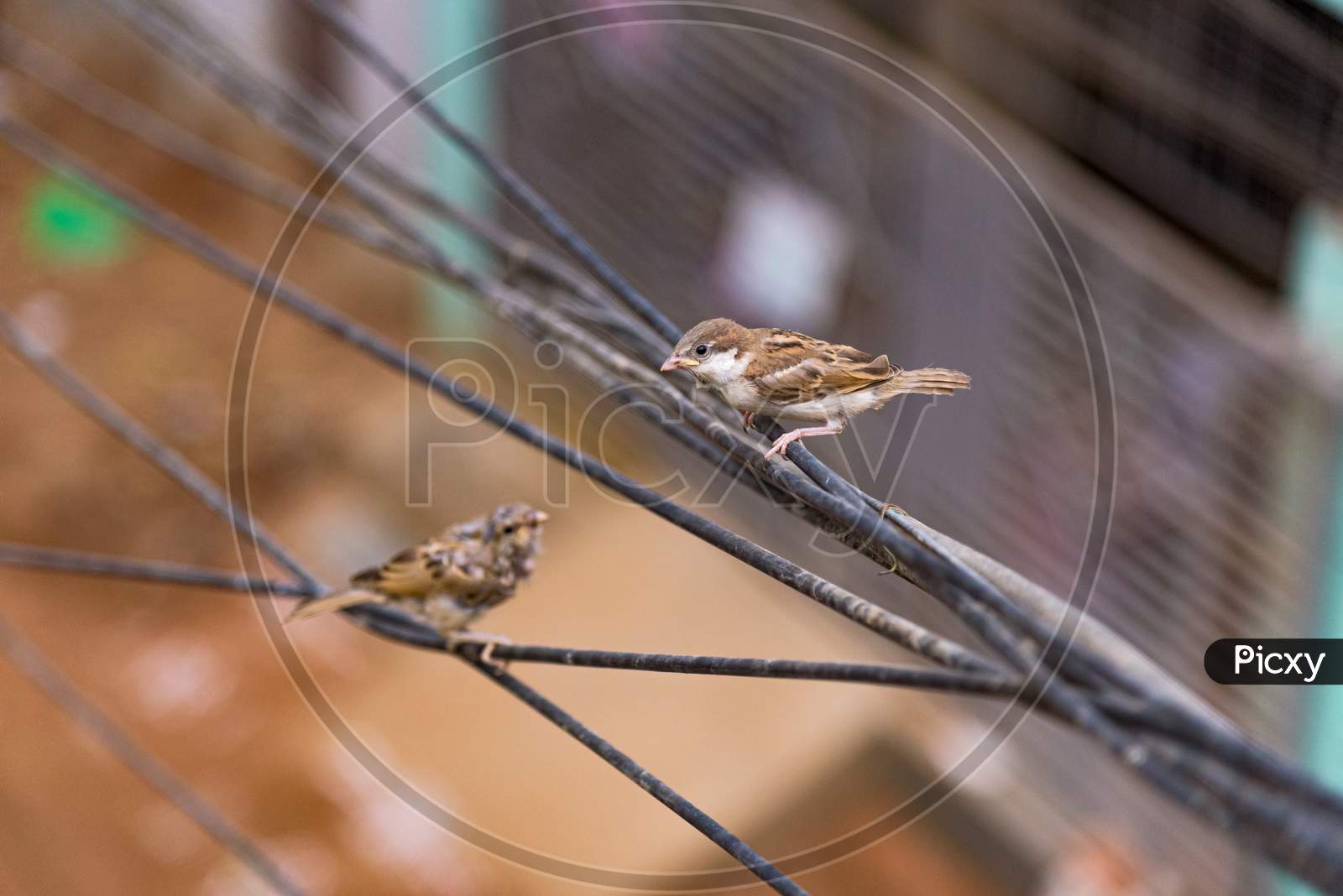 Sparrow sitting on a wire