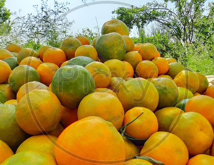 Photo of fresh Nagpur Oranges