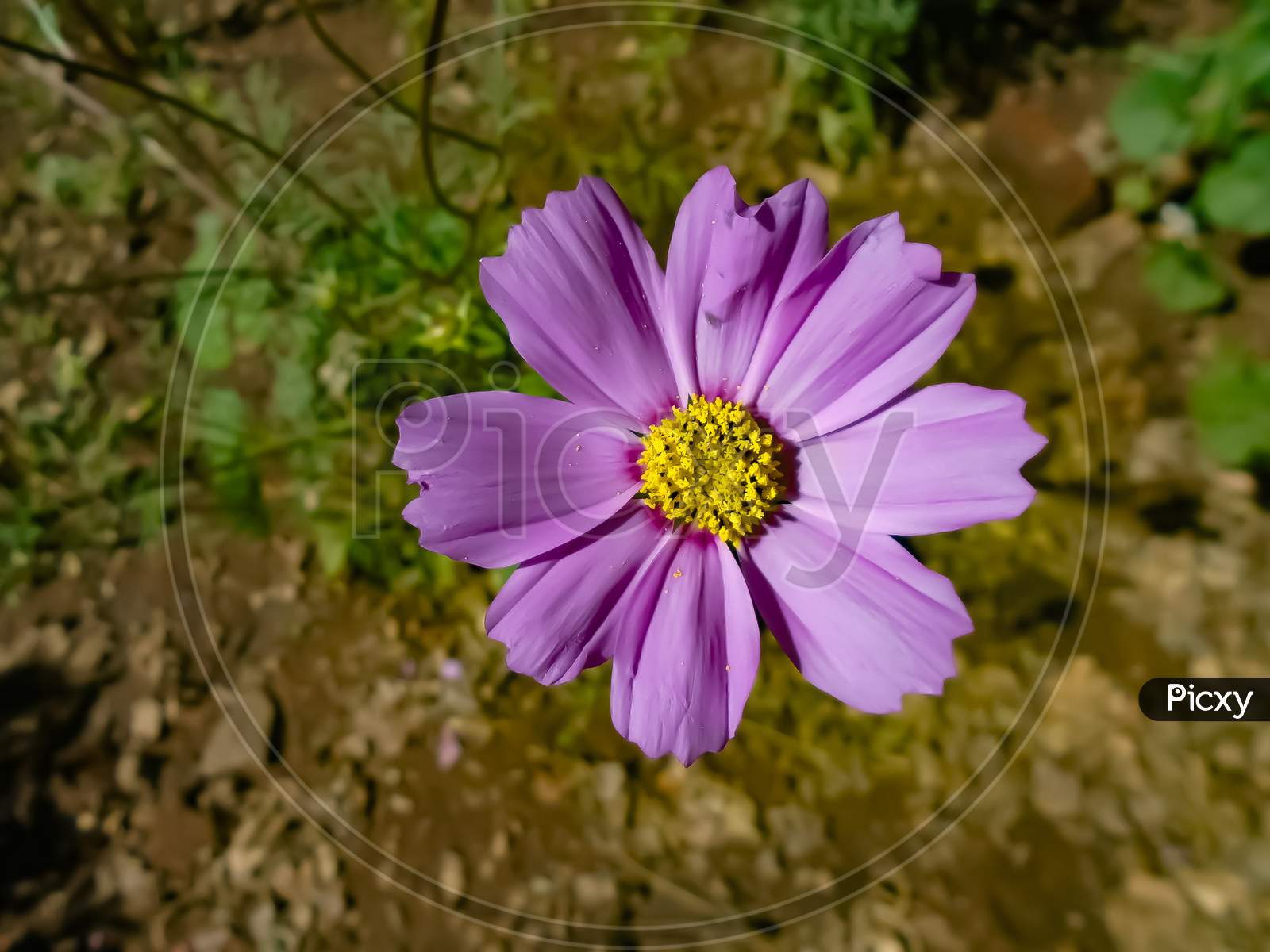 Photo of violet colour flower with blurred background