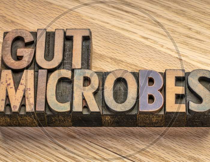 Gut Microbes In Vintage Letterpress Wood Type Blocks Against Grained Wood Planks, Digestive Health Concept