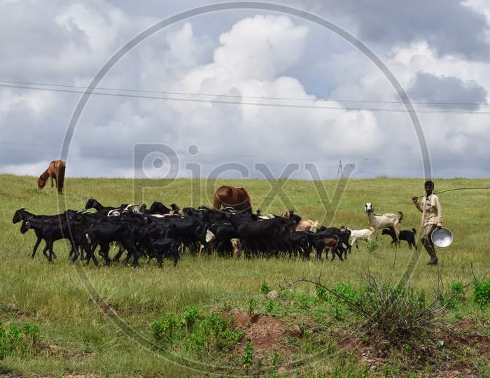 a farmer grazing his cattles