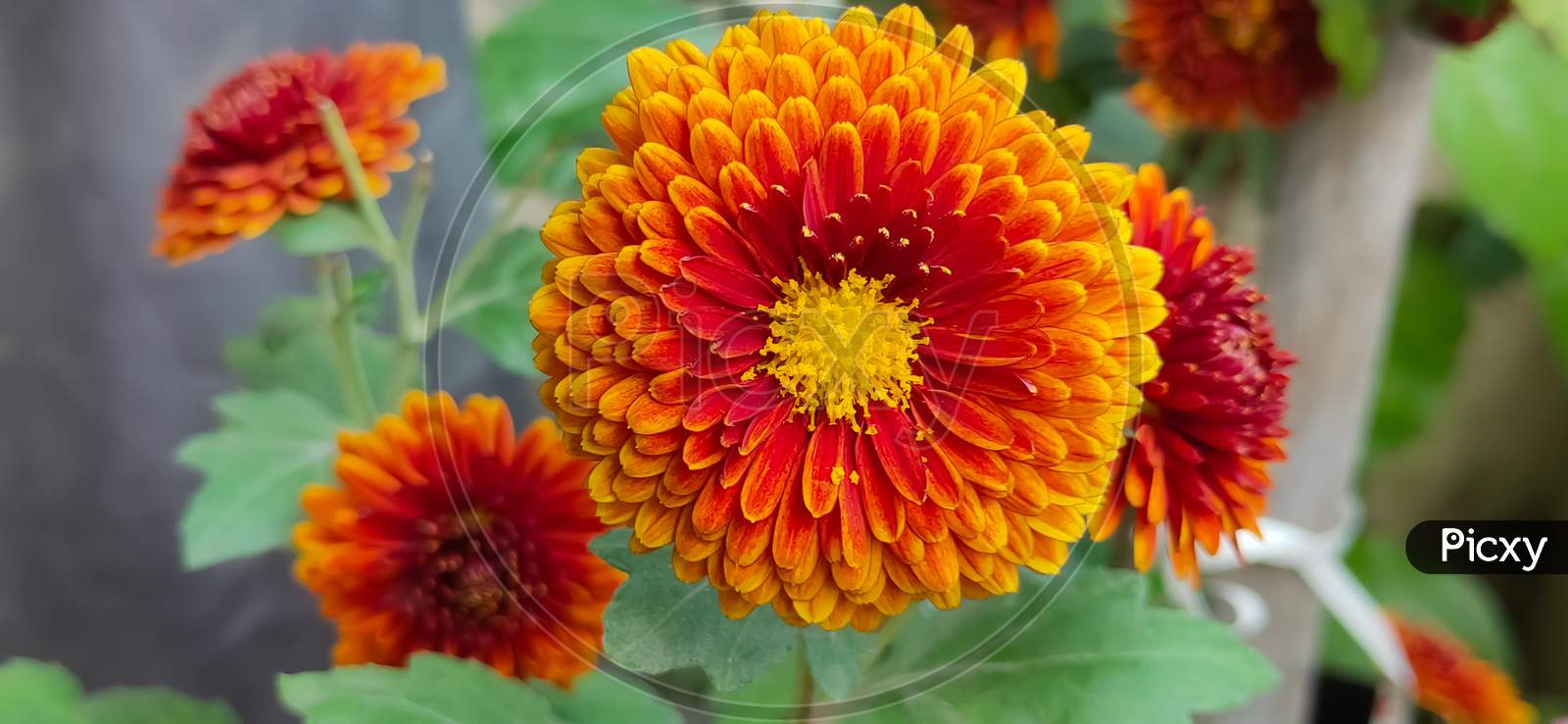 Photo of a beautiful Chrysanthemum flower close up