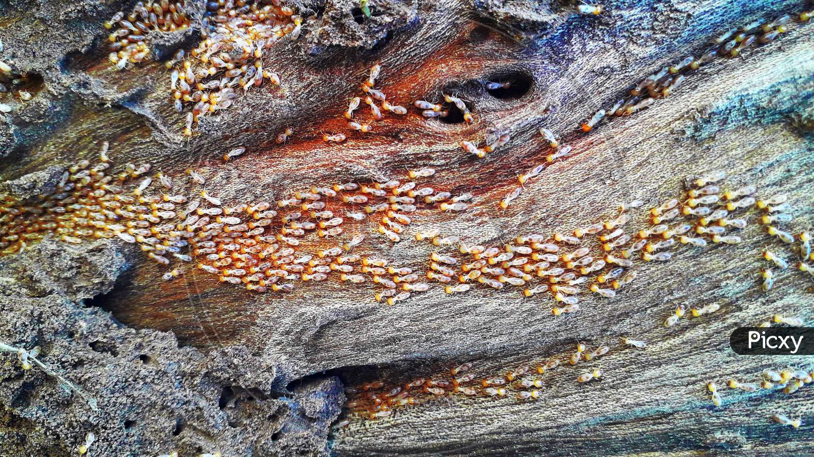 termites nest in a wooden block