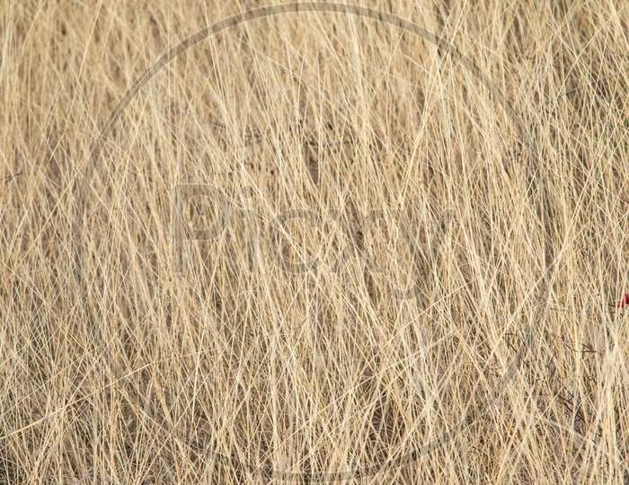 Close Up Of Dry Grass. Whole Background.