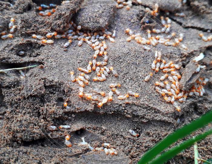 Termites or white ants nest