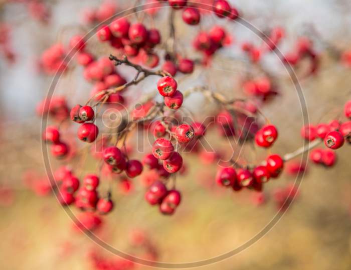 Bunch Of Hawthorn Red Berries On The Branch. Whole Background.