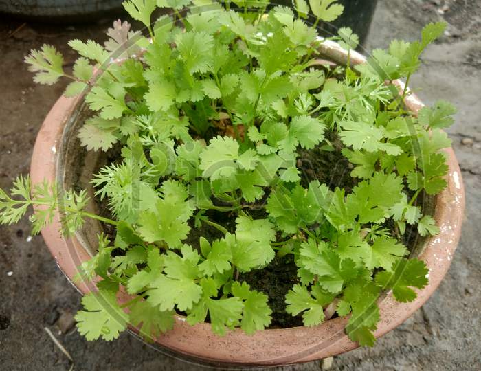 Coriander plants in a pot in home garden