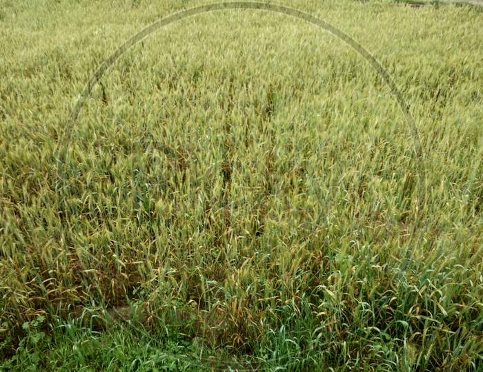 Wheat field in spring season, in mirpur Azad Kashmir