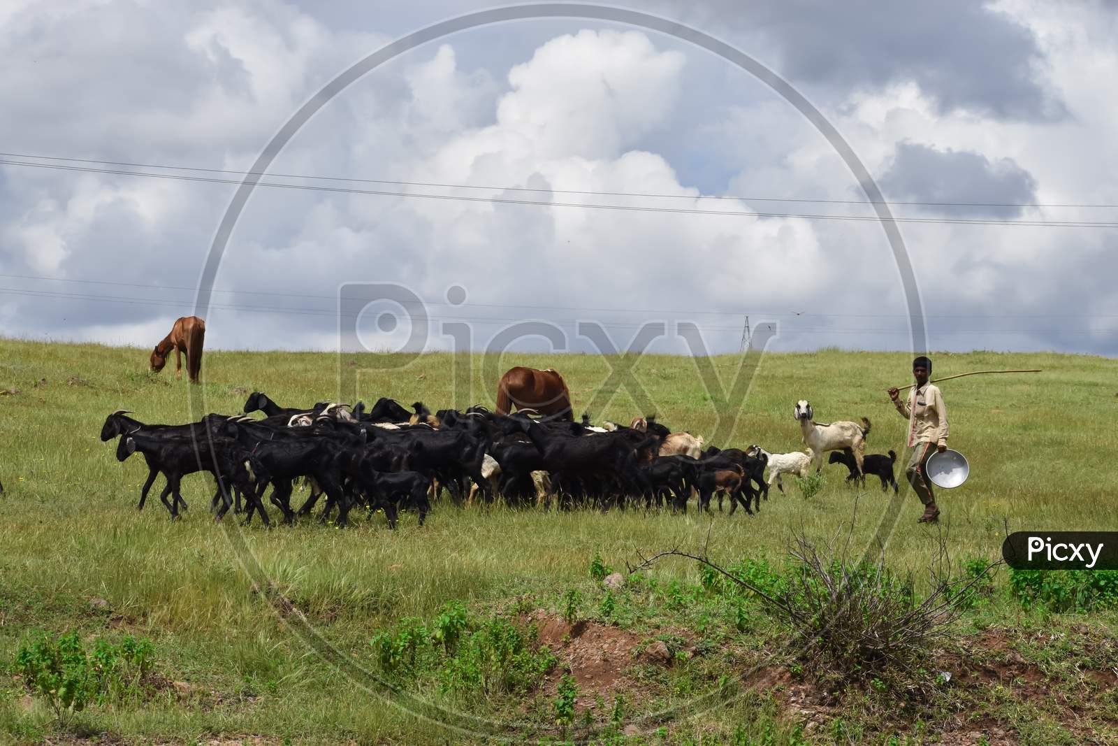 a farmer grazing his cattles