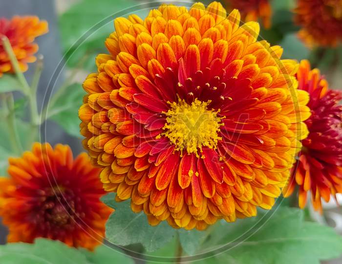 Photo of a beautiful Chrysanthemum flower close up