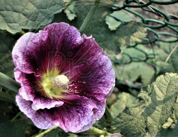 Stunning whitish purple lonely alcea rosea flower with green base, India