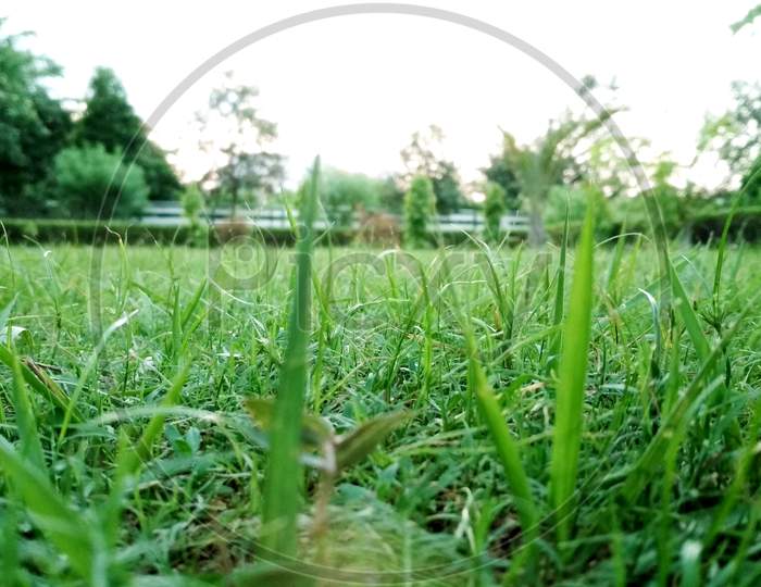 Closeup Picture Of Grass In Park