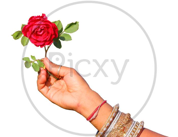 rose with leave hold on woman hand