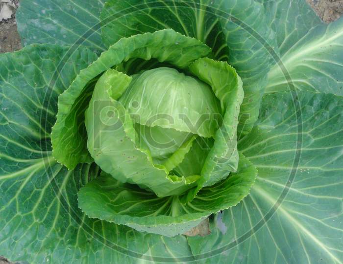 A Fresh Cabbage Close Shot Of Home