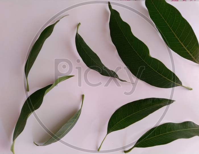 Tree leaf in a white background