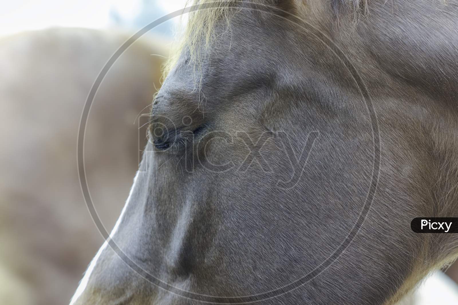 Close-Up, Left Side Of Horse Head. Horse Has Eye Closed.