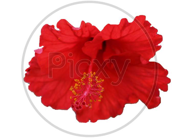 micro shot of hibiscus flower on white isolated background