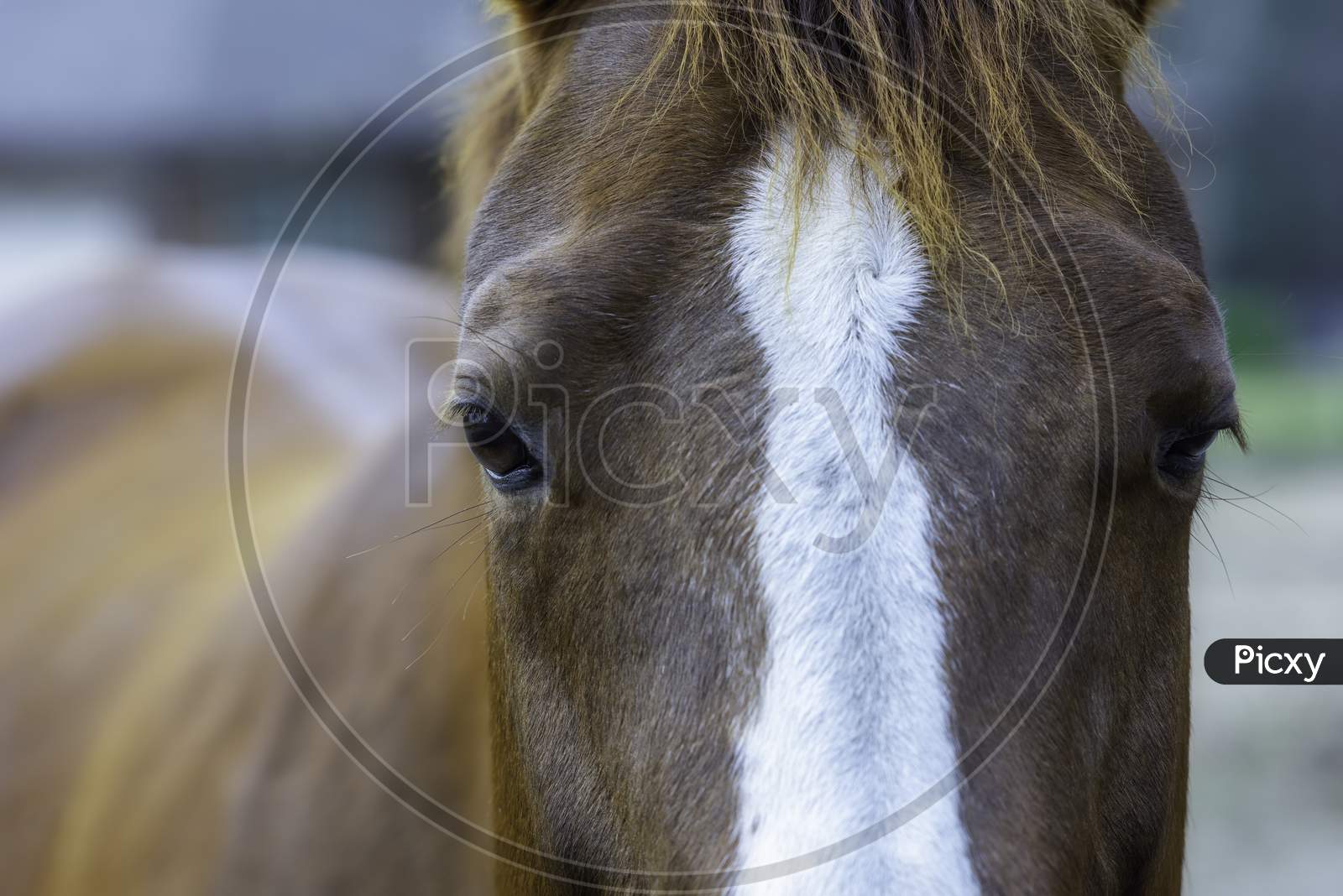 Close Up Of Horses Head And Eyes