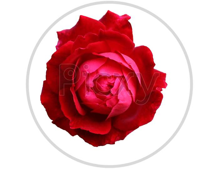 rose head isolated
