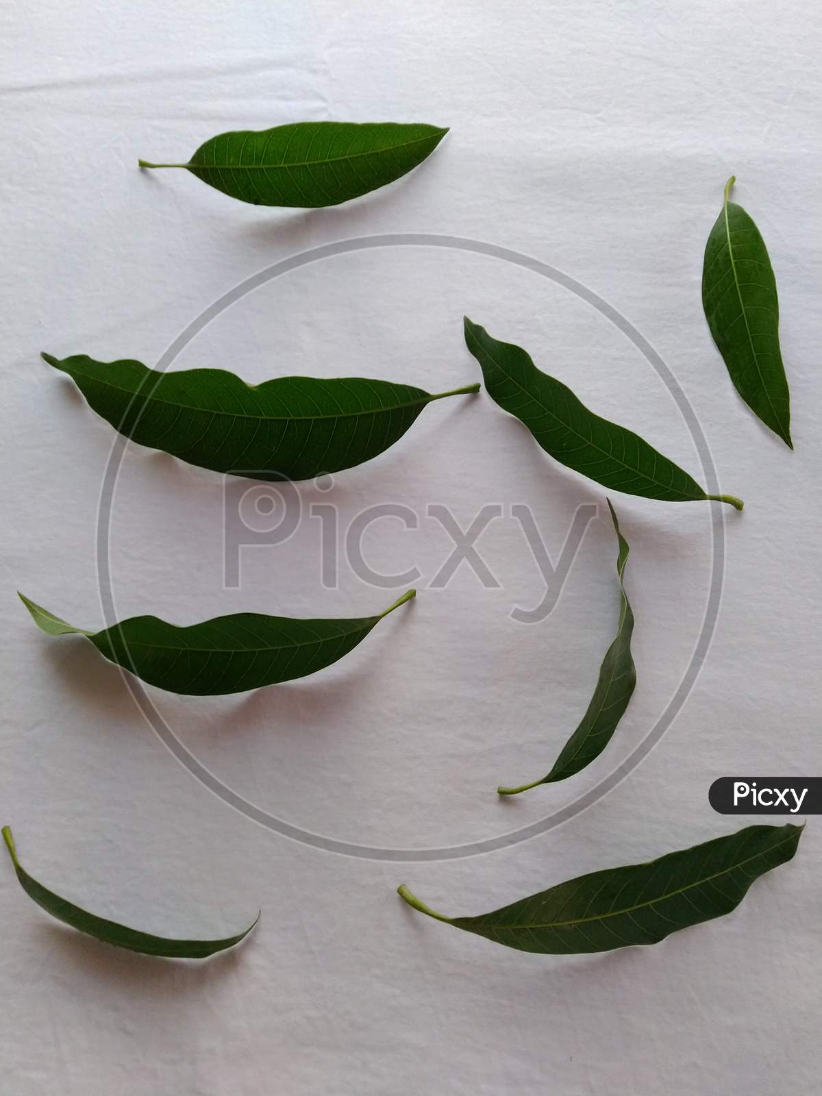Green tree leaf