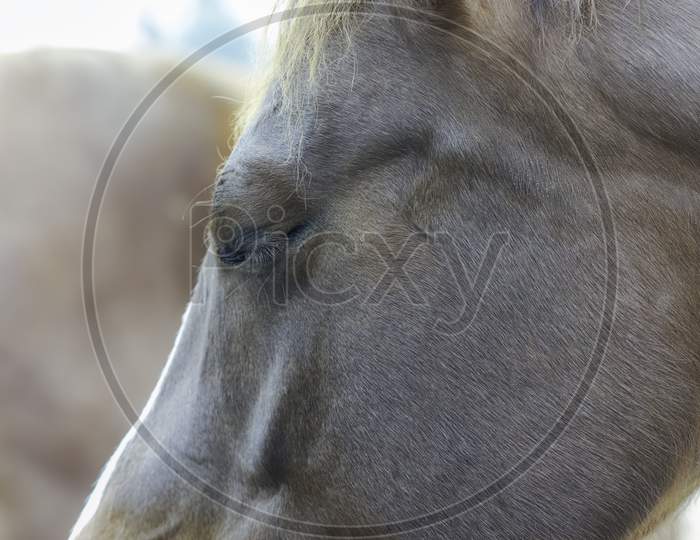 Close-Up, Left Side Of Horse Head. Horse Has Eye Closed.