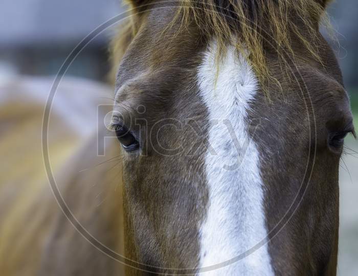 Close Up Of Horses Head And Eyes