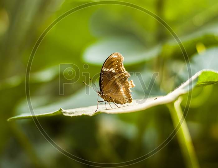 A Butterfly On a Leaf