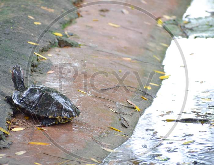 Tortoise near the river