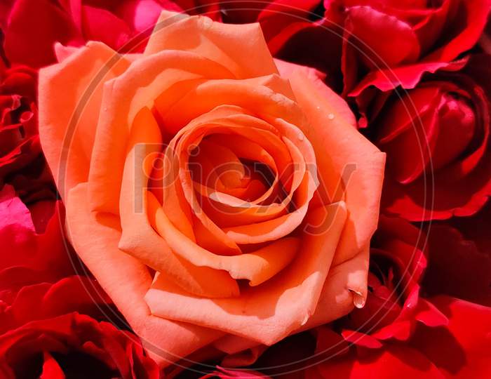 Beautiful oranges pink flower between red roses