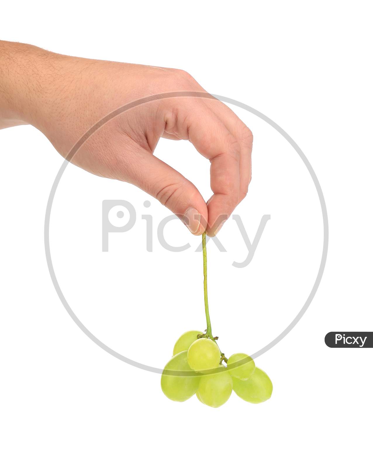 Hand Holds Bunch Of Ripe And Juicy Green Grapes