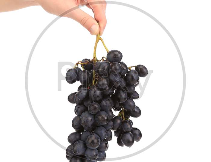 Black Ripe Grapes In Hand. Isolated On A White Background.
