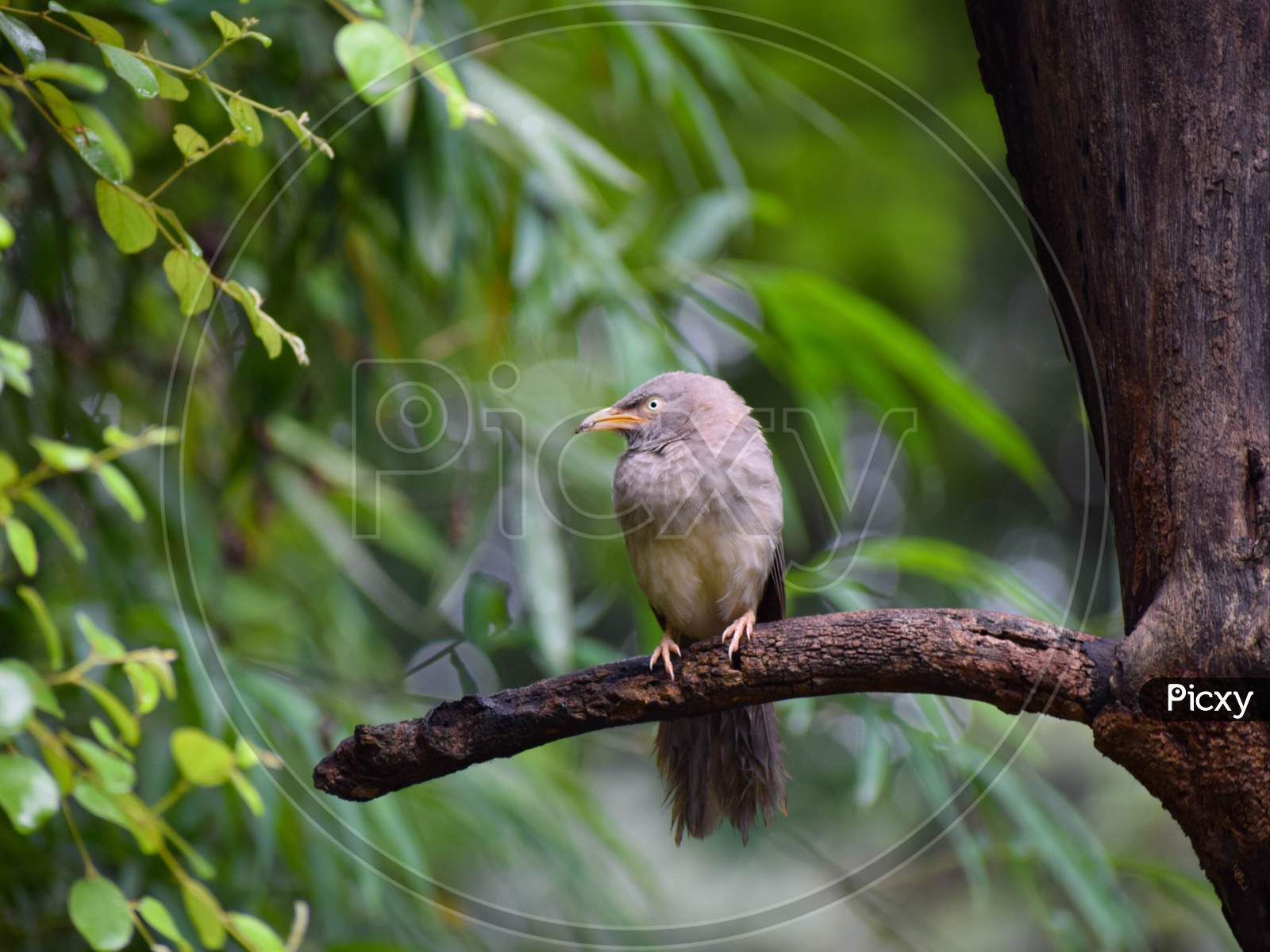 Bird sitting on the tree branch
