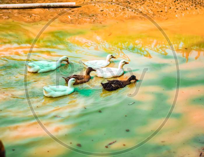Ducks In an Water Channel