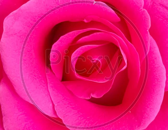 Photo of a beautiful pink rose flower close up