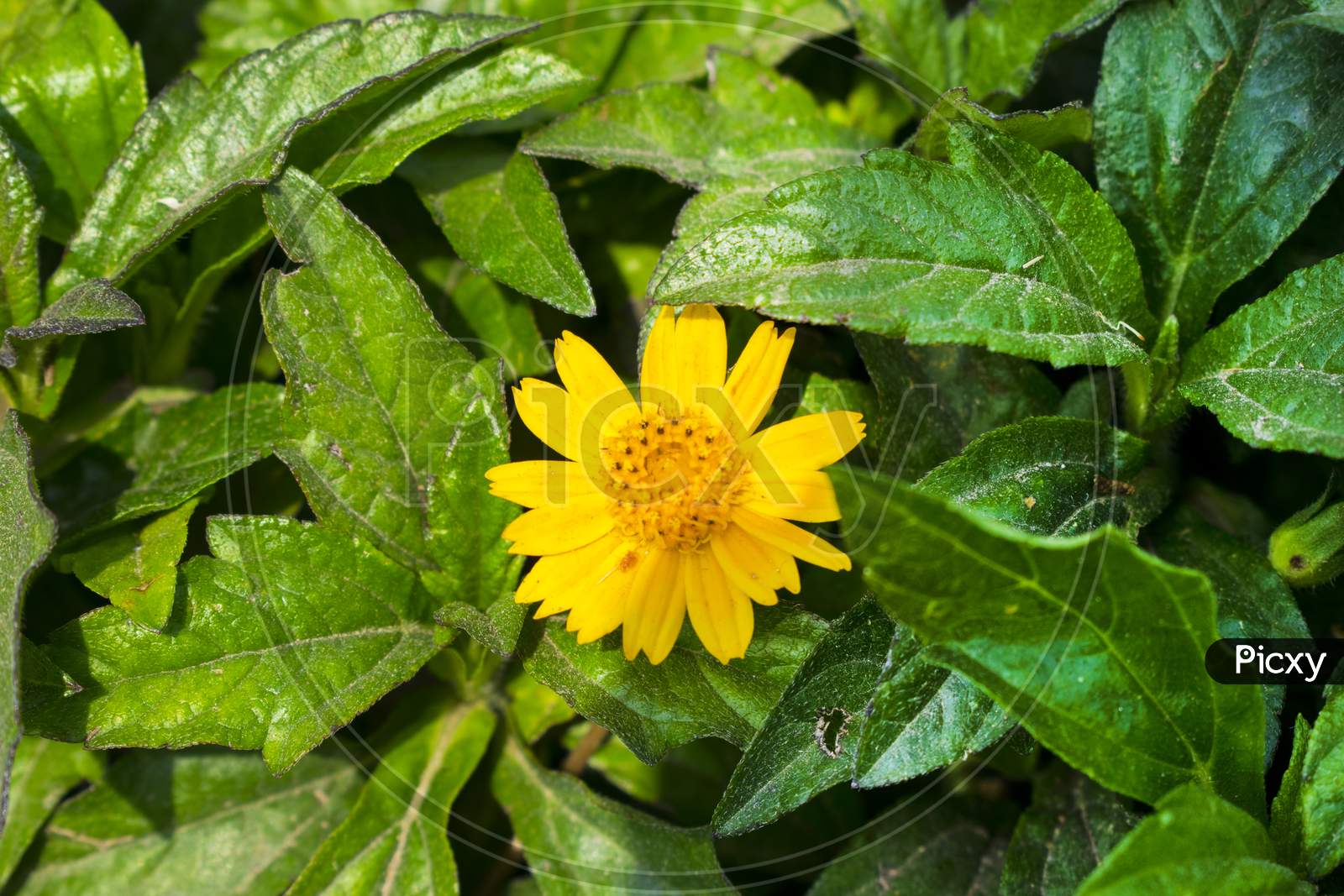 Beautiful yellow flower between greenbleaves