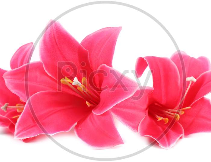 Closeup Of Pink Artificial Flowers. Isolated On A White Background.