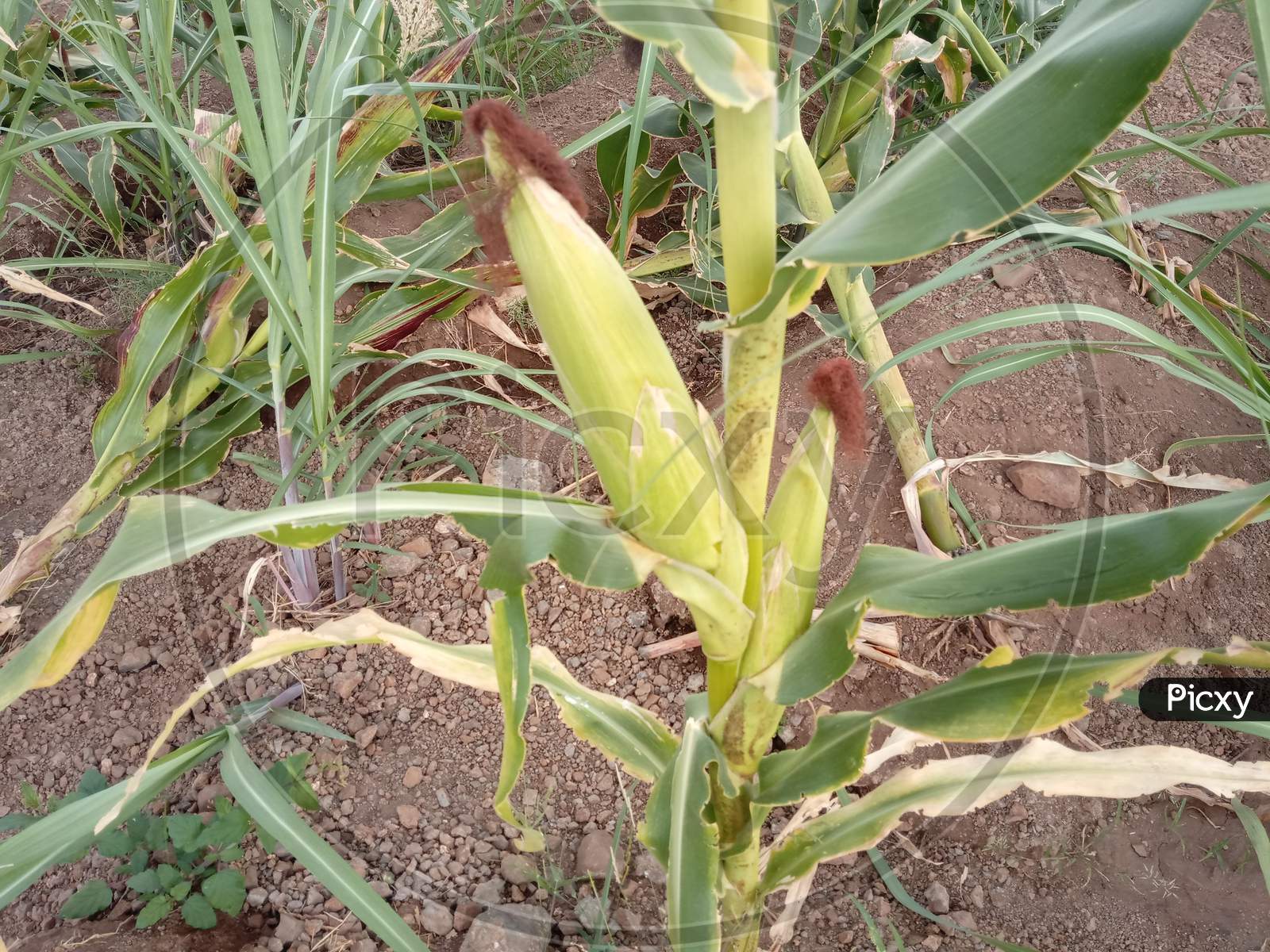 Former sweet corn baby corn land