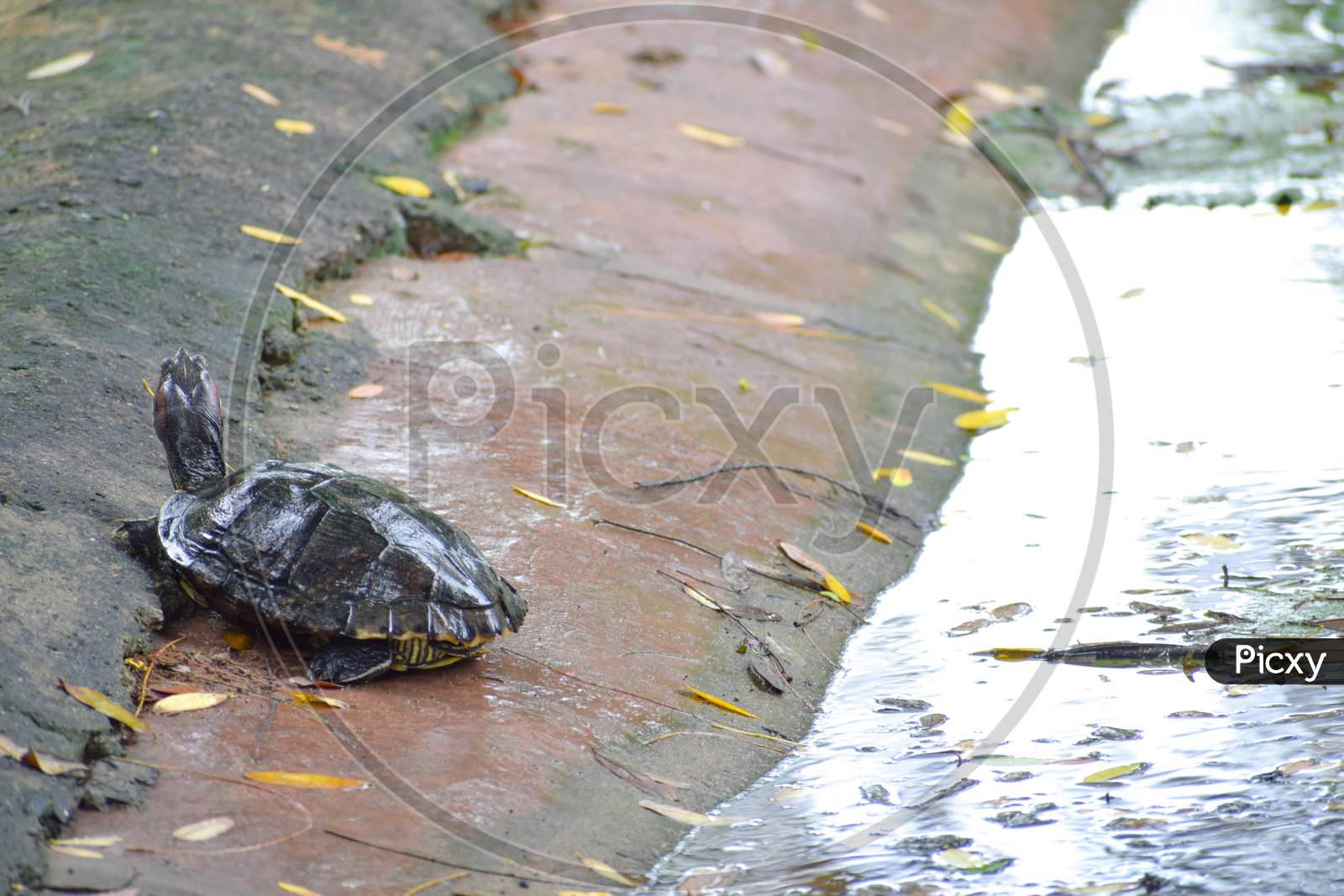 Tortoise near the river