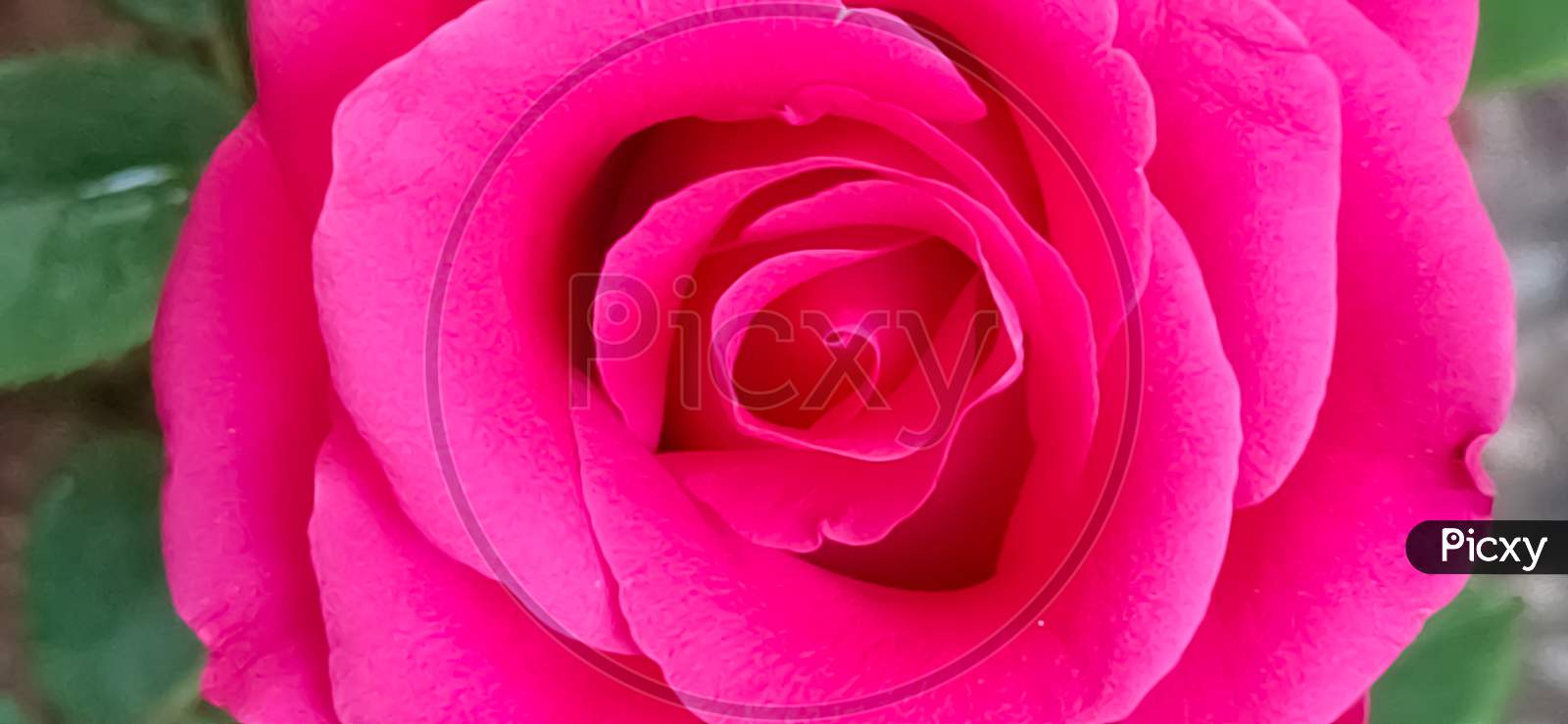 Photo of a beautiful pink rose flower close up