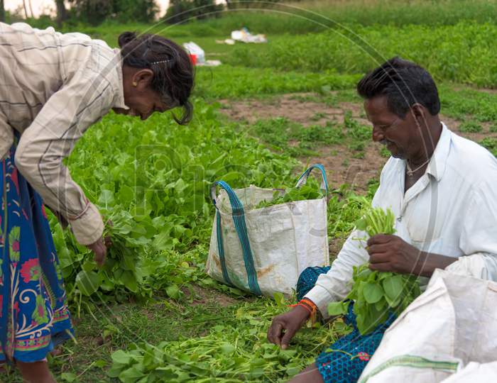 A man and women packing green leafy vegetable in a bag