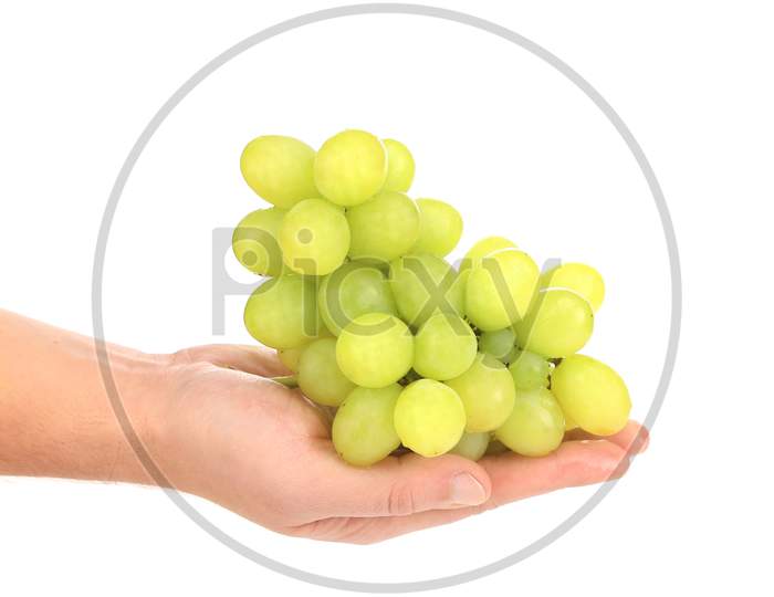 Branch Of Green Ripe Grapes On Hand. Isolated On A White Background.