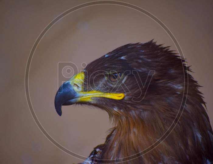 Eagle portrait photo