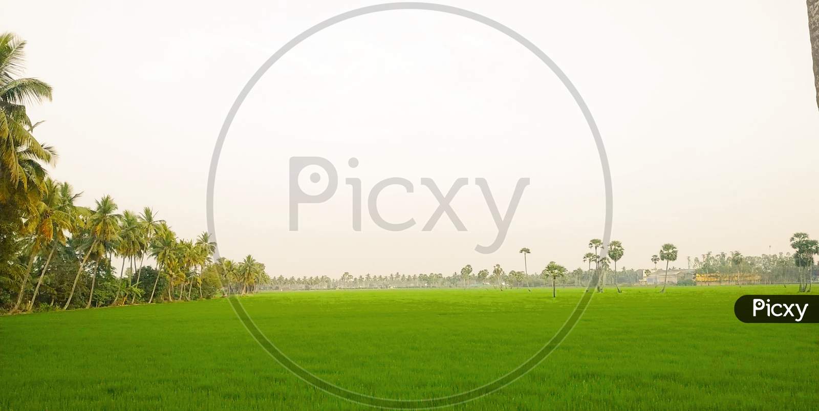 Paddy fields