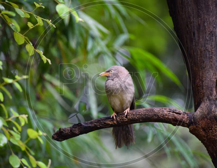 Bird sitting on the tree branch