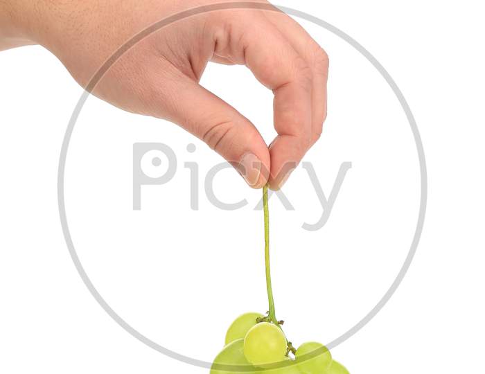Hand Holds Bunch Of Ripe And Juicy Green Grapes