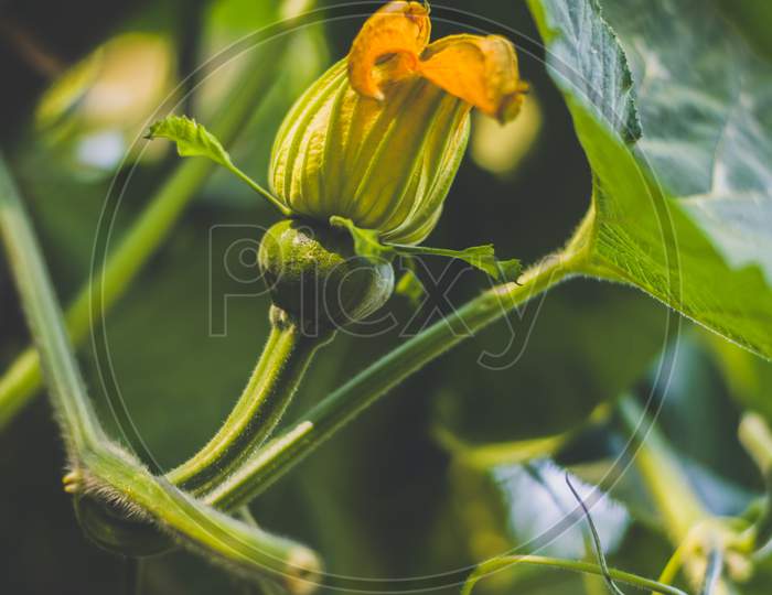 Blooming Flowers Of an Cucumber tree In an House Garden Closeup